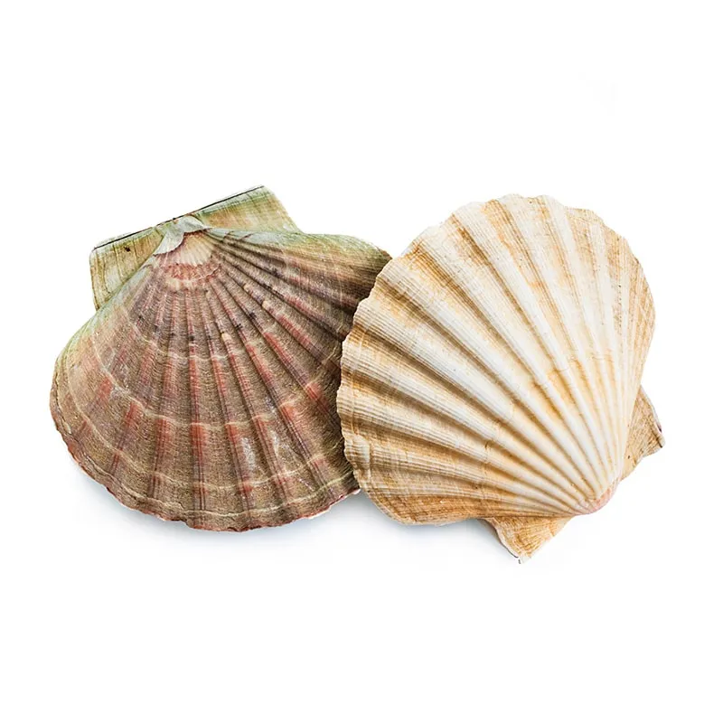 Fresh delicious seafood